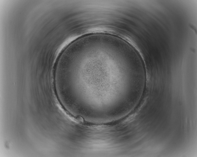X0000099521045200805151519
