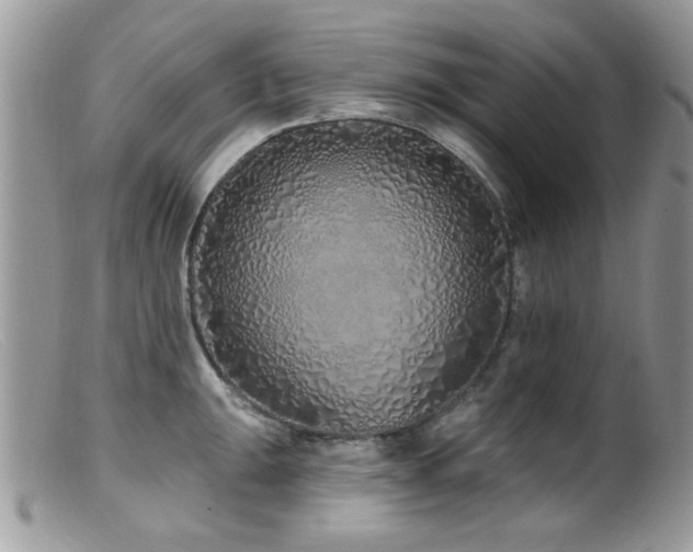 X0000099521047200805151519