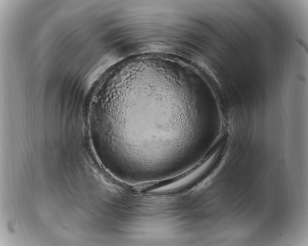X0000099521117200805151517