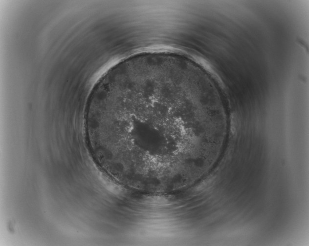 X0000099521229200805151516