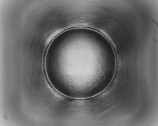 X0000099521245200805151516