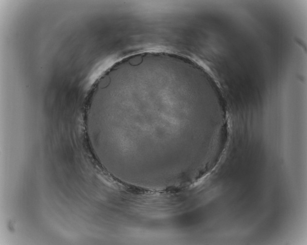X0000099521263200805151516