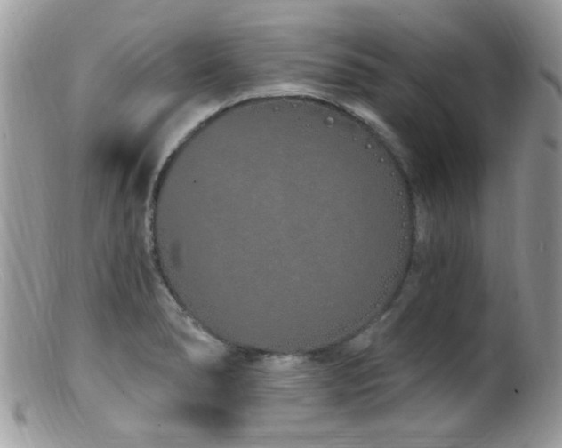 X0000099521278200805151515