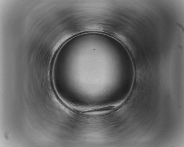 X0000099521331200805151515