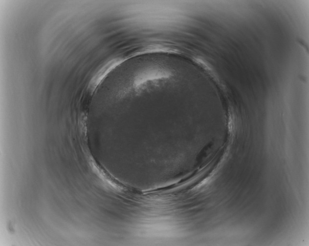 X0000099521369200805151514