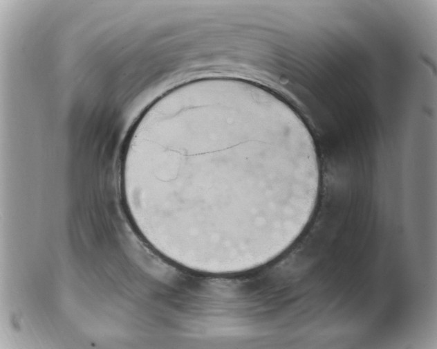 X0000099521514200805151512