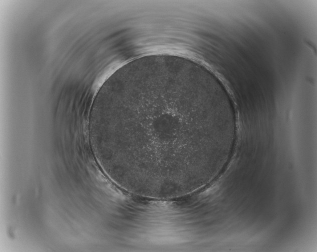 X0000099521529200805151512