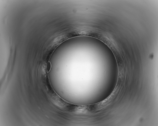 X0000099520175200805221451