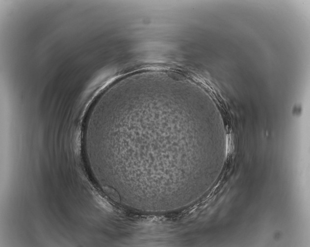 X0000099520243200805221449