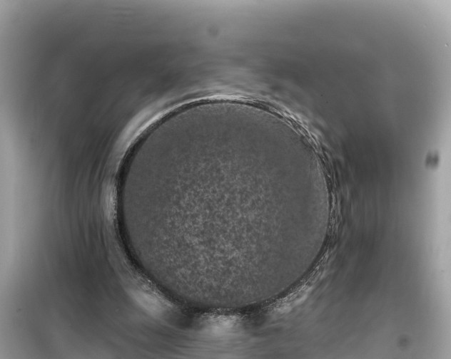 X0000099520247200805221449