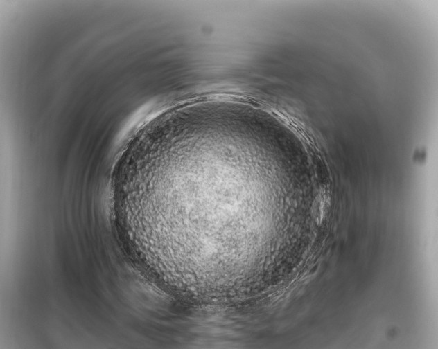 X0000099520339200805221448