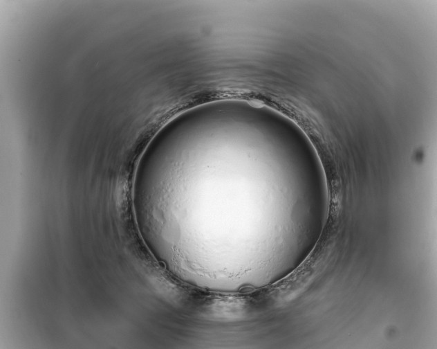 X0000099520369200805221448