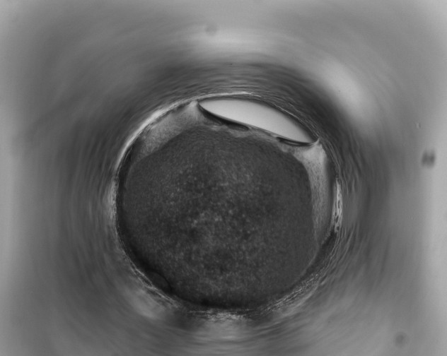 X0000099520387200805221448