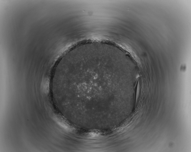 X0000099520496200805221447