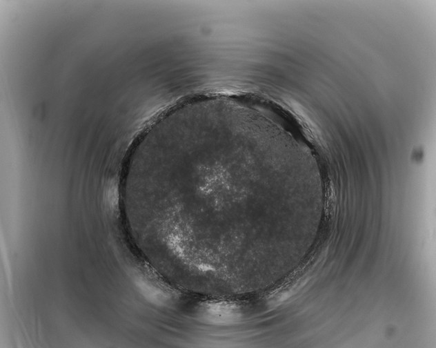 X0000099520500200805221446