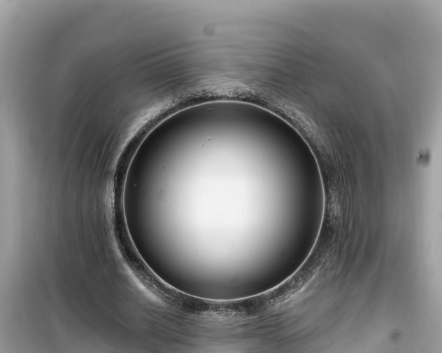X0000099520630200805221444