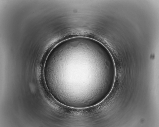 X0000099520679200805221444