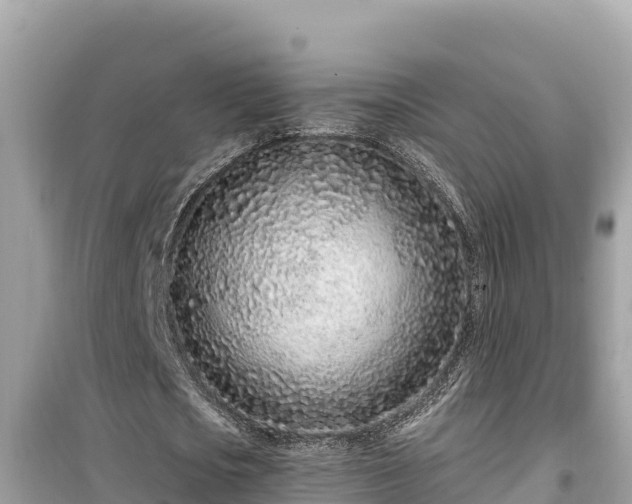 X0000099520721200805221443