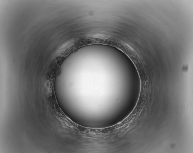 X0000099520774200805221443