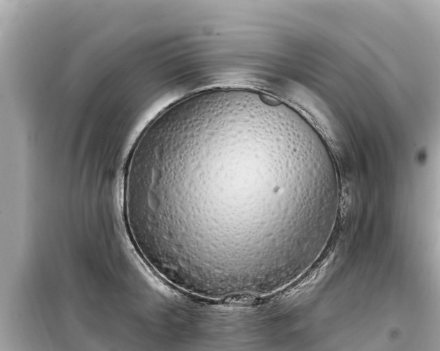 X0000099520804200805221442