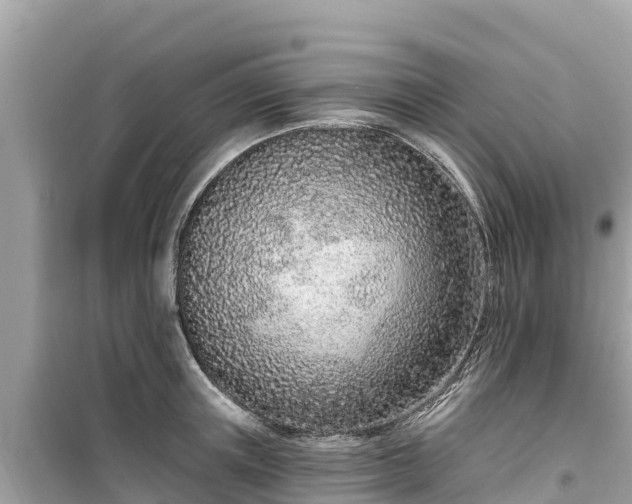 X0000099520851200805221442