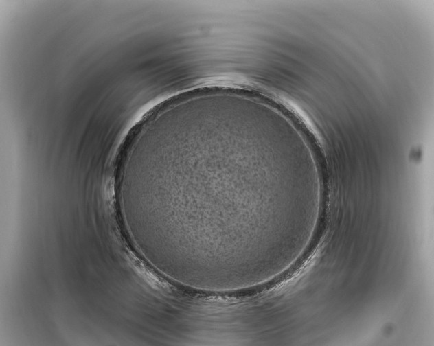 X0000099520923200805221441