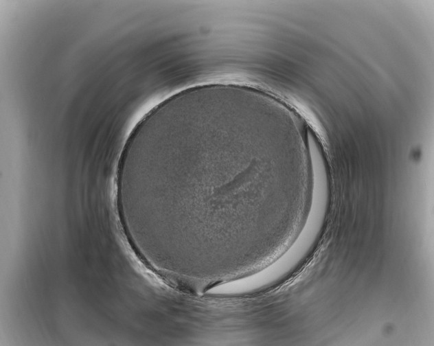 X0000099520944200805221441