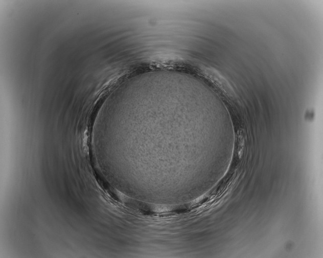 X0000099521060200805221439