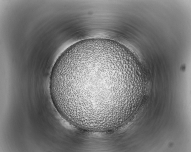 X0000099521086200805221439