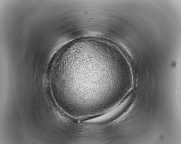 X0000099521117200805221438