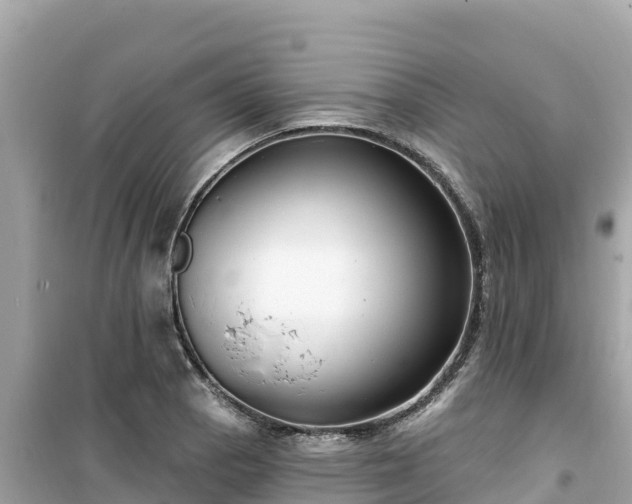 X0000099521129200805221438