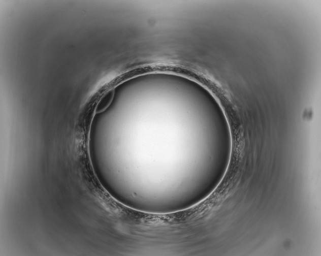 X0000099521255200805221437