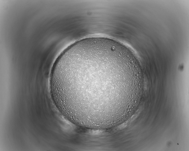 X0000099521278200805221436