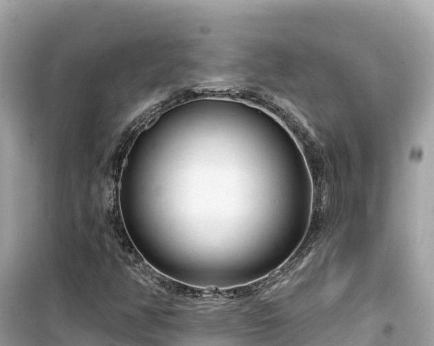 X0000099521350200805221435