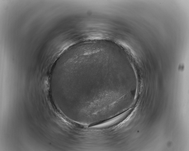 X0000099521353200805221435