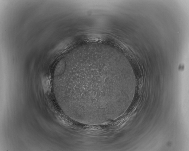 X0000099521394200805221434