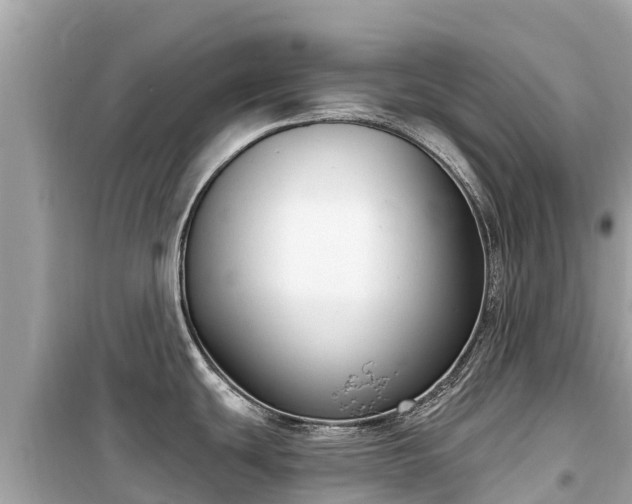 X0000099521439200805221435