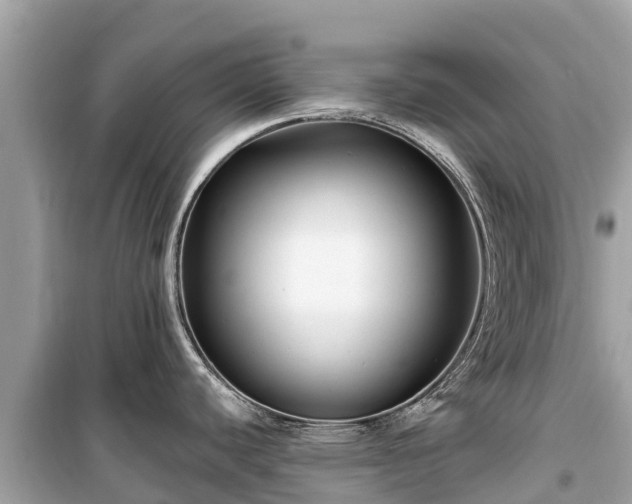 X0000099521440200805221435