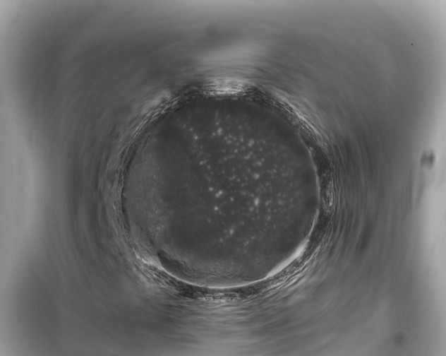 X0000099521441200805221434