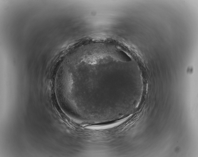 X0000099521445200805221434