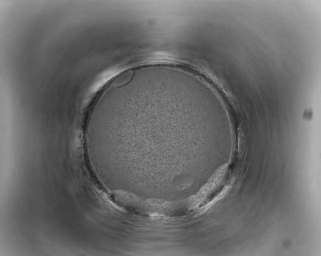 X0000099521453200805221434