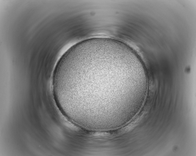 X0000099521466200805221433