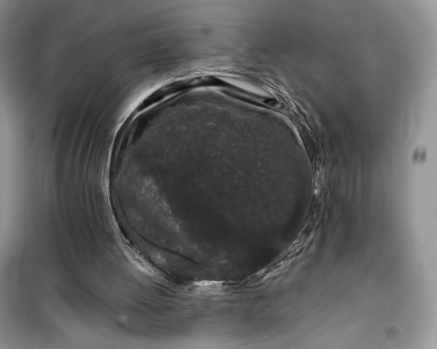 X0000099520052200805291220