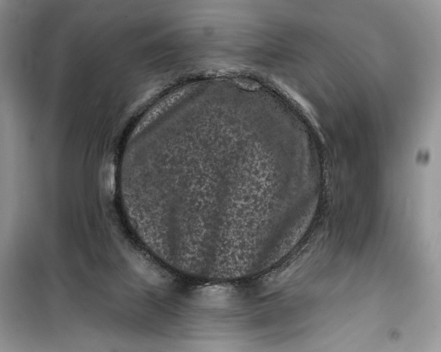 X0000099520067200805291220