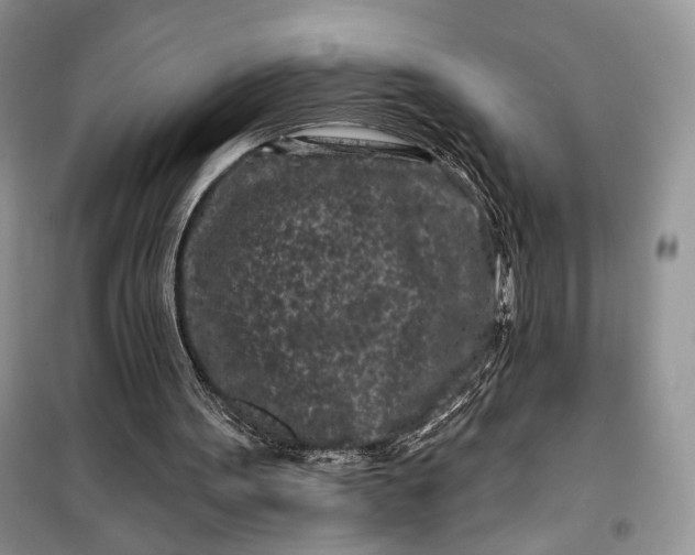 X0000099520099200805291219