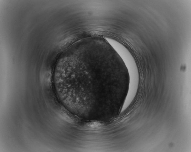 X0000099520219200805291218