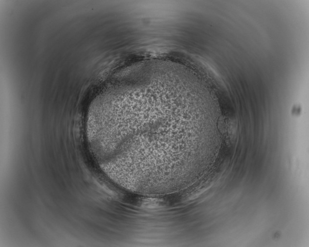 X0000099520222200805291218