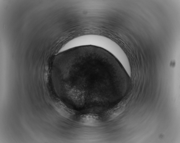 X0000099520223200805291218