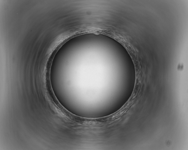 X0000099520242200805291217