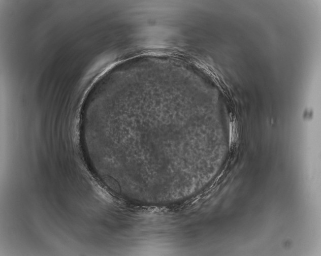 X0000099520243200805291217